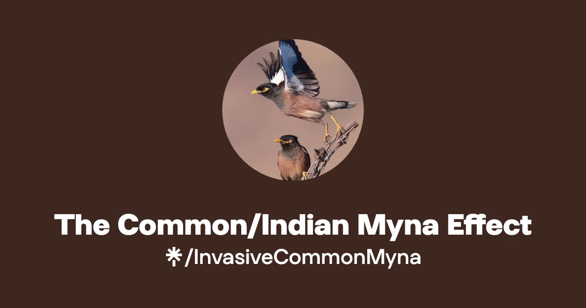 Myna Invasive Common/Indian Myna | Facebook | Linktree